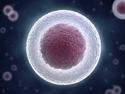 white blood cell